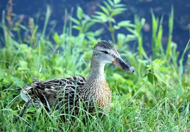 Krydsord for begyndere: En trin-for-trin guide til at komme i gang