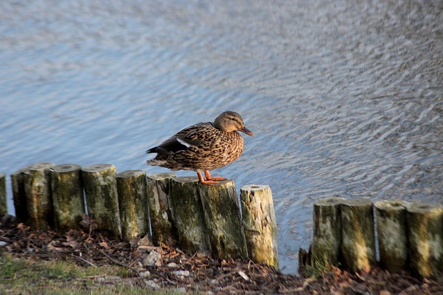 Sådan knækker du de sværeste krydsord – eksperternes hemmelige tricks